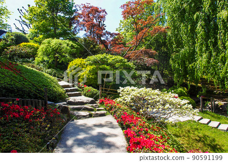 Fantastic Sunny view on flowers of rhododendron blossoms of red and white colors, stone pathes, japanese (palmate) maples in japanese garden - part of albert Kahn park Fantastic Sunny view on flowers of rhododendron blossoms of red and white colors, stone pathes, japanese (palmate) maples in japanese garden - part of albert Kahn park 90591199