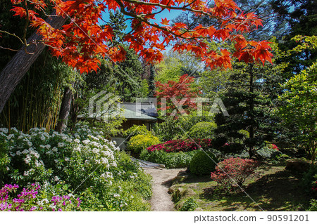 Red  leaveds of japanese maple and rhododendron   blossoms of red and pink colors in Albert Kahn park 90591201