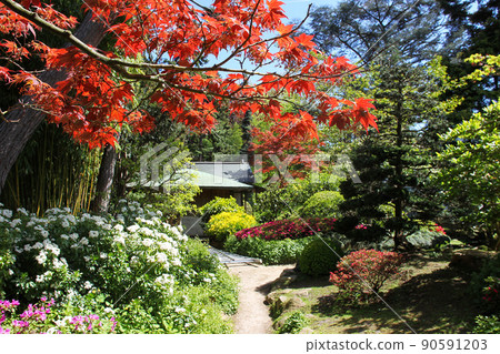 Fantastic Sunny view on flowers of rhododendron blossoms of red, pink, white colors,  path,  japanese (palmate) maples  in japanese garden - part of Albert Kahn park 90591203