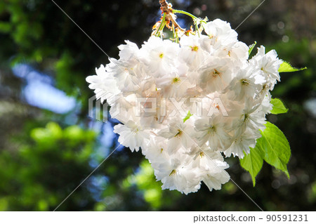 Cherry blossom 90591231