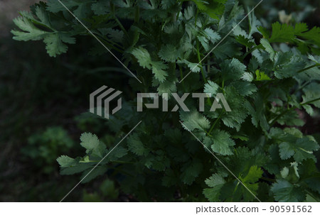 香菜在泰國清邁早市排隊的山人泥蔬菜水果中 90591562
