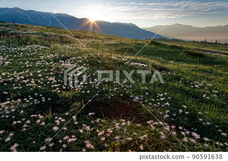 Geum pentapetalum on Mt. Taro in the Northern Alps and Asahi rising to the ridge of Mt. Yakushi 90591638