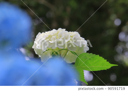 繡球花前模糊 繡球花前模糊 90591719