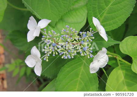 繡球花芽的芽 繡球花芽的芽 90591720