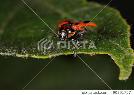 Creatures, insects, leaf beetles, thickets in May. The tip of the nose (center of the head) is pale and the torso seems to be black. 90591797
