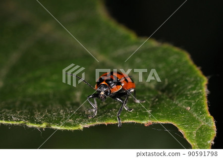 Creatures, insects, leaf beetles, and herbs such as Fagaceae and Rosaceae. When it gets on chestnuts and pears, it becomes an agricultural pest. 90591798