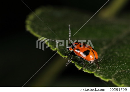 Is the pattern that looks like a creature, an insect, a leaf beetle, or a ladybug, one of the Batesian mimicry? Is the pattern that looks like a creature, an insect, a leaf beetle, or a ladybug, one of the Batesian mimicry? 90591799