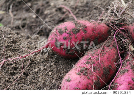 Large harvested sweet potatoes Large harvested sweet potatoes 90591884