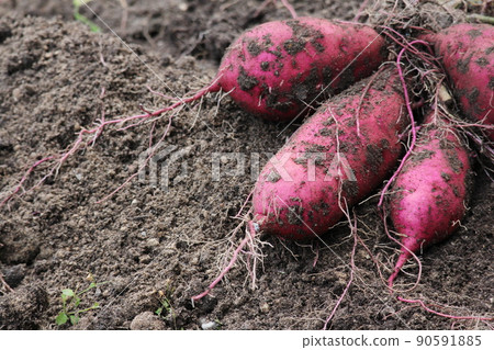 Harvesting beautiful red sweet potatoes 90591885