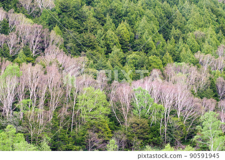 Birch and forest 90591945