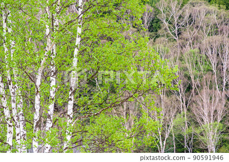 白樺新綠色 白樺新綠色 90591946