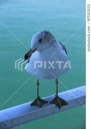 "Black-tailed gull" looking here "Black-tailed gull" looking here 90592628