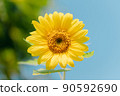 在一個陽光明媚的夏日，向日葵盛開 90592690