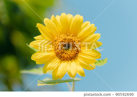 Sunflowers in full bloom on a sunny summer day Sunflowers in full bloom on a sunny summer day 90592690