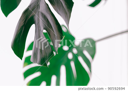 龜背竹葉背景盛開 龜背竹葉背景盛開 90592694