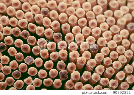 一棵細長的樹 一棵細長的樹 90592831