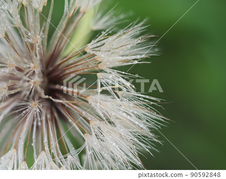 Dandelion fluff and raindrops Dandelion fluff and raindrops 90592848