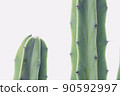 仙人掌背景 90592997