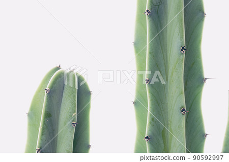 仙人掌背景 仙人掌背景 90592997