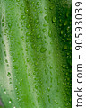 有水滴的植物葉子的特寫 90593039