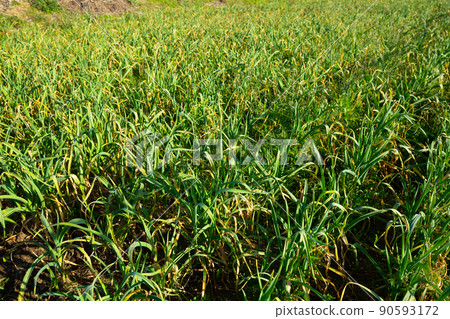 Green garlic on plantation Green garlic on plantation 90593172