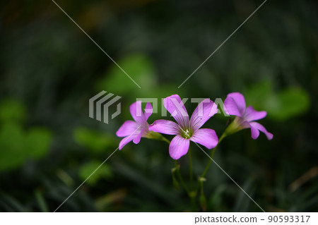 Murasaki Kabaki 90593317