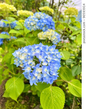 雨後的繡球花 90593914