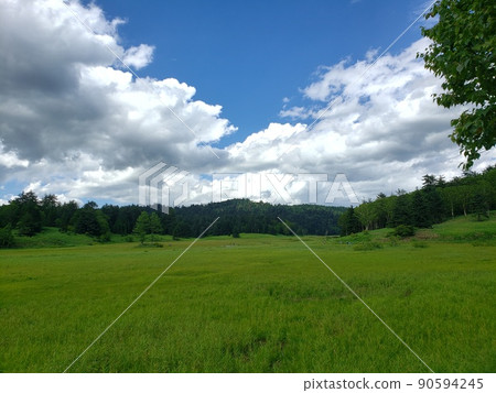 草原照片 90594245