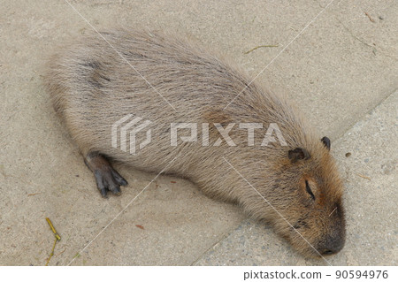 躺著的水豚 90594976