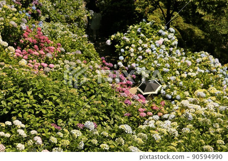 Woman and hydrangea Woman and hydrangea 90594990