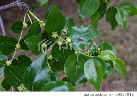 棗花09 棗花09 90595010