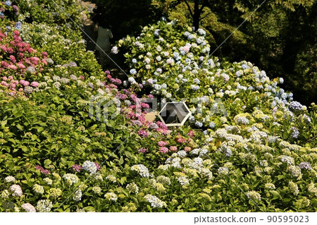 繡球花和女性 90595023