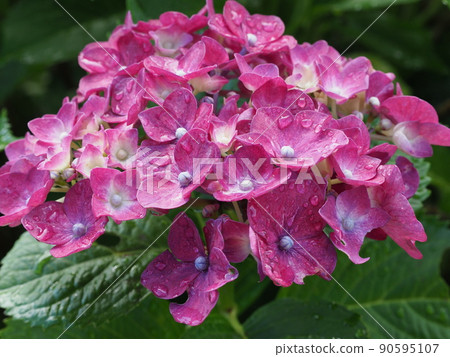 繡球花在雨中濕潤 繡球花在雨中濕潤 90595107