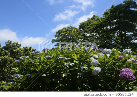 Hydrangea in Shimoda Castle Ruins Park Hydrangea in Shimoda Castle Ruins Park 90595124
