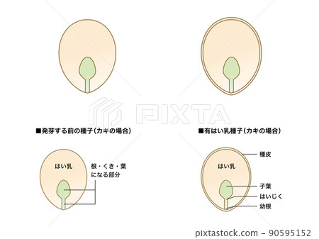 Science teaching materials_Illustration of seeds (Yes, milk seeds) _Oysters 90595152