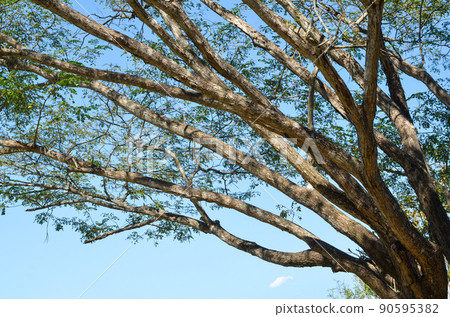 branches of a big tree with blue sky 90595382
