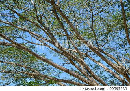 branches of a big tree with blue sky 90595383