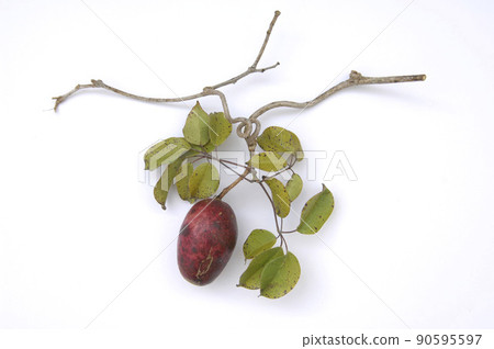 Mube akebi and vines. Autumn harvest of red fruits. Outdoor fun. 90595597