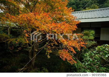 Autumn Kyoto Anrakuji Autumn Kyoto Anrakuji 90595966