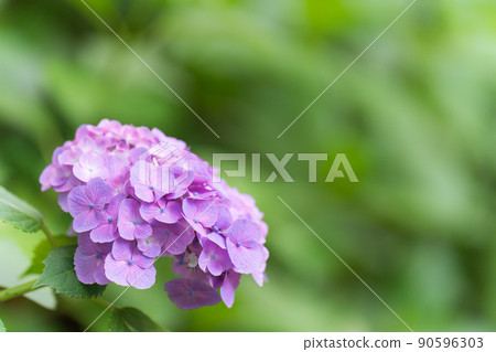 手鞠繡球 90596303