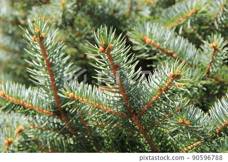 Fir tree branches and leaves 90596788