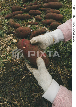 potato field, field, harvest 90596835