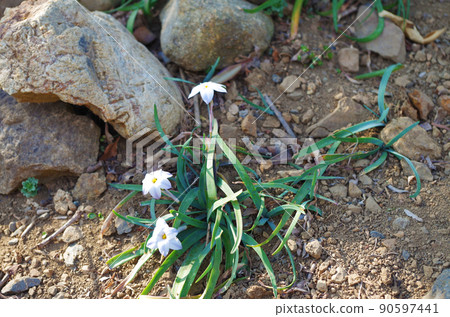 Hana flower flower Hana flower flower 90597441