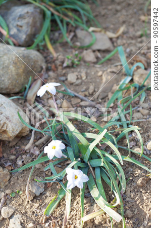 Hana flower flower 90597442