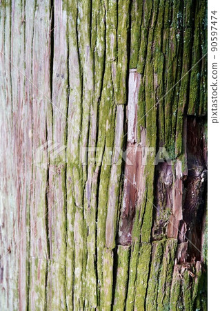 Cedar trunk Cedar trunk 90597474
