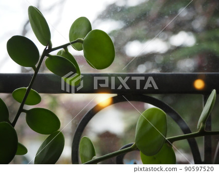 Green drum leaves on the windowsill 90597520