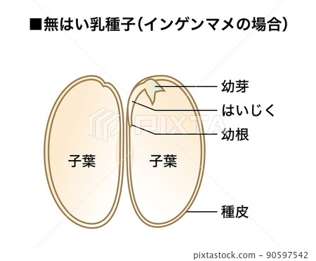 科學教材_種子圖解（No Yes Milk Seeds）_普通豆類5 90597542