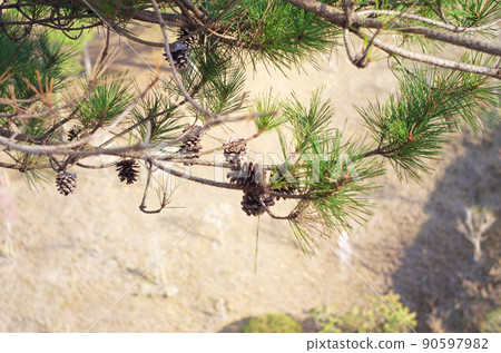 Pinecone that becomes a pine tree 90597982