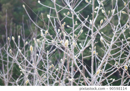Magnolia flower buds 90598114