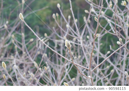 Magnolia flower buds 90598115